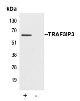 Polyclonal Rabbit anti-Human TRAF3IP3 Antibody (Internal, IHC, WB)