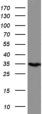 HADH Antibody (aa57-314, clone UMAB151, Carrier-free)