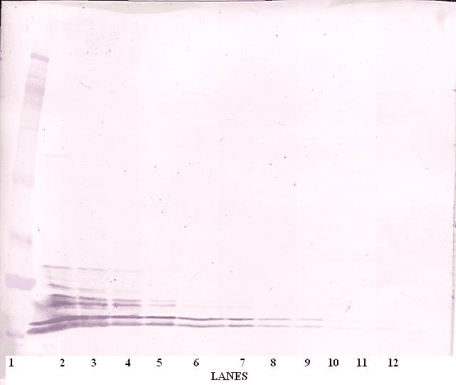 IHC-plus™ Leptin Antibody
