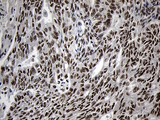 ZNF670 Antibody (clone OTI6E10, Carrier-free)