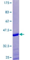 Human SPRR1A Protein (Recombinant GST)