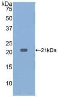 TNF Alpha Antibody (aa80-235)