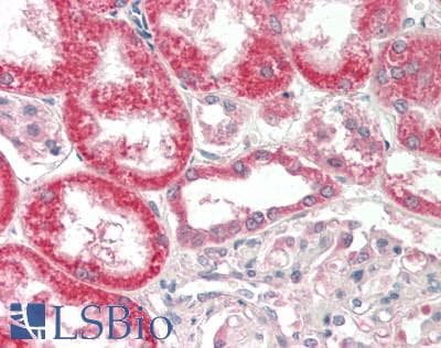 PathPlus™ FGF19 Antibody (clone FG369-1)