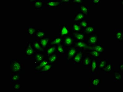 HIST1H2AI Antibody