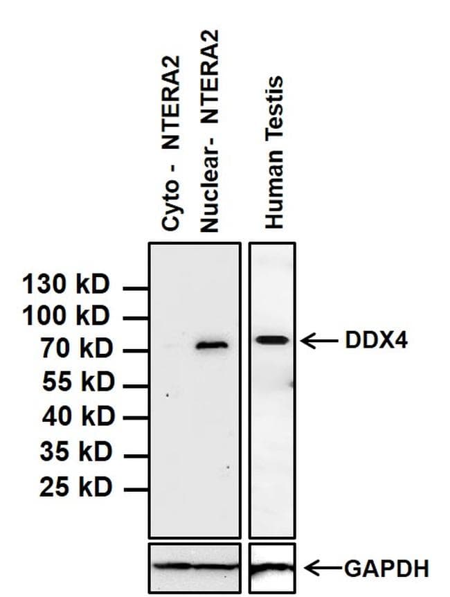 DDX4 / VASA Antibody (clone 2F9H5)