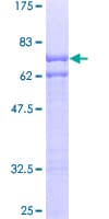 Human UBE1L2 / UBE1L2 Protein (Recombinant GST)