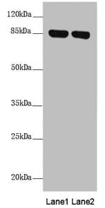 NDUFS1 Antibody