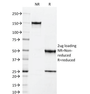 ICAM3 / CD50 Antibody (clone 101-1D2, Azide-free, BSA-free)