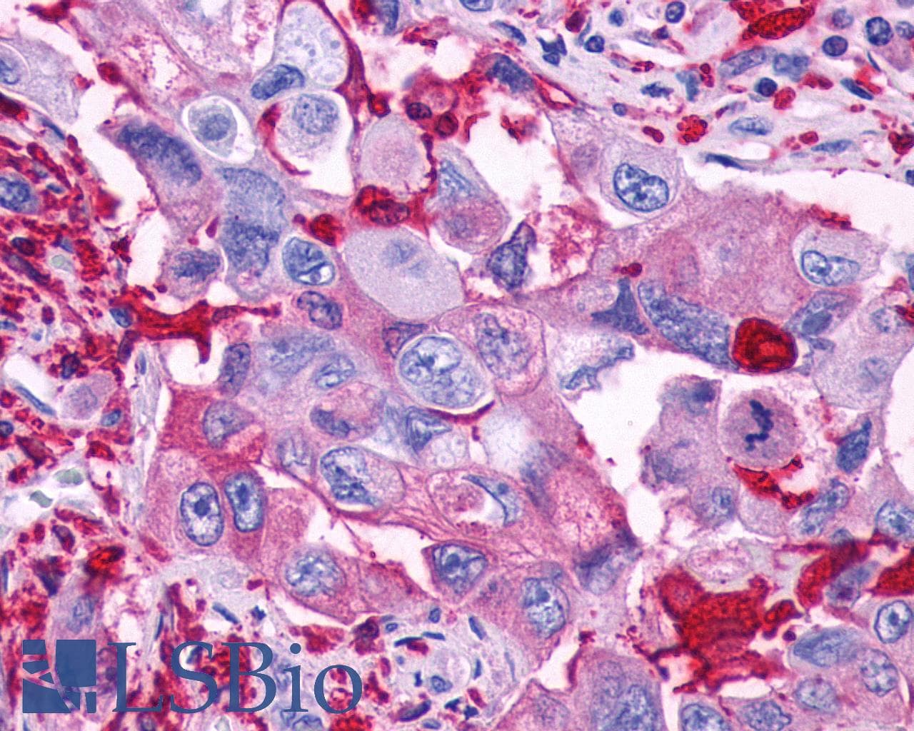PathPlus™ GPR39 Antibody (Extracellular Domain)