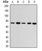 Polyclonal Rabbit anti-Human GMPS / GMP Synthase Antibody (WB)