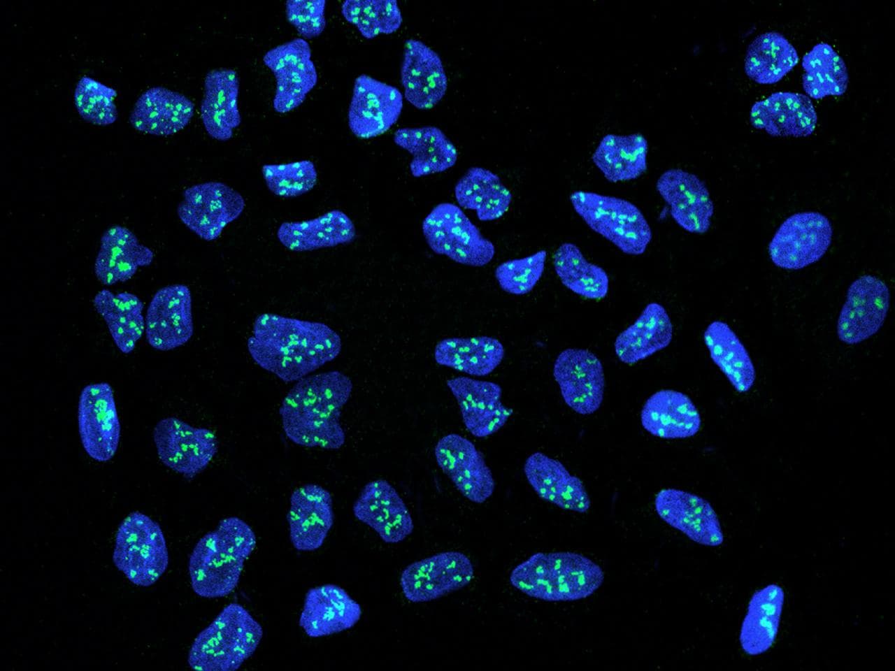 Polyclonal Rabbit anti-Human NOLC1 Antibody (IHC, IF)