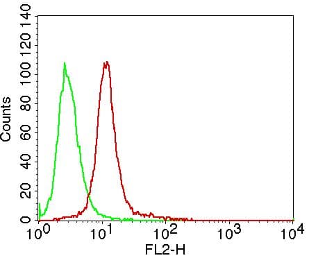 CASP14 / Caspase 14 Antibody