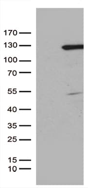 RBL1 / p107 Antibody (aa739-1014, clone OTI4E1)