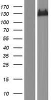 Human IGSF9 Protein (Over-Expression Lysate Myc-DDK (Flag))