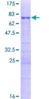 Human KRR1 Protein (Recombinant GST)