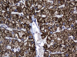 HSPD1 / HSP60 Antibody (clone OTI3G1)