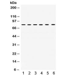 TRAP1 / HSP75 Antibody