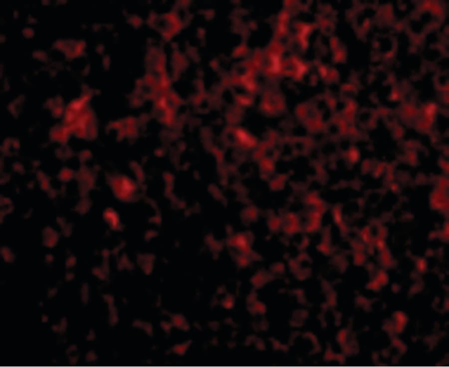 APG5 / ATG5 Antibody