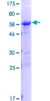 Human PLEKHA3 Protein (Recombinant GST)