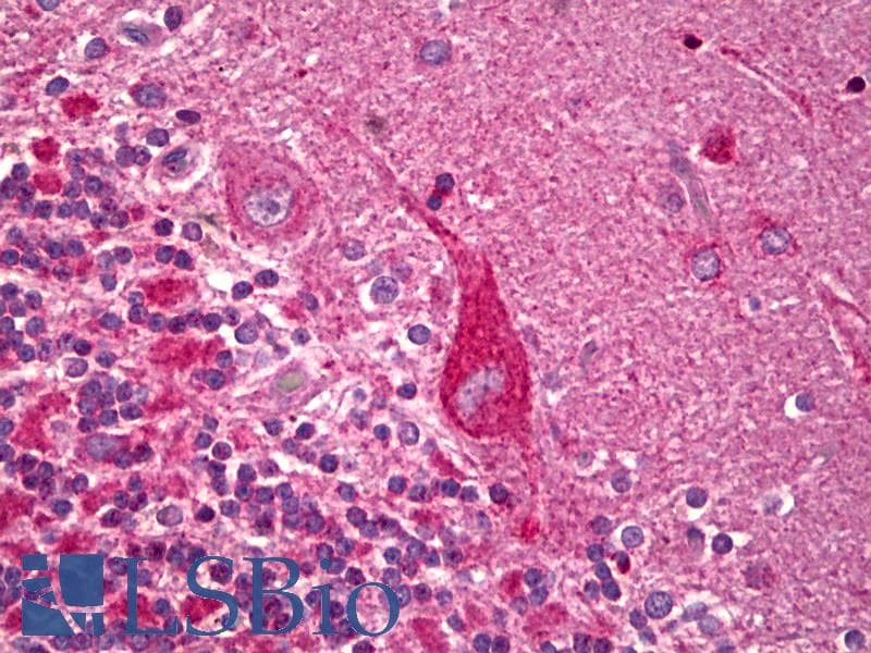 OPA1 Antibody (Internal, Biotin)