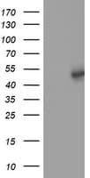 SLFNL1 Antibody (clone OTI1G2, Carrier-free)