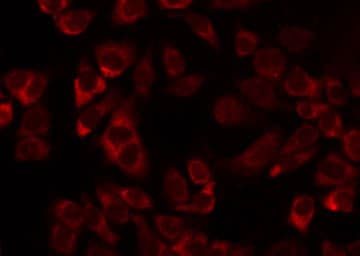 MRPL11 Antibody