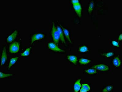 C4orf20 / UFSP2 Antibody