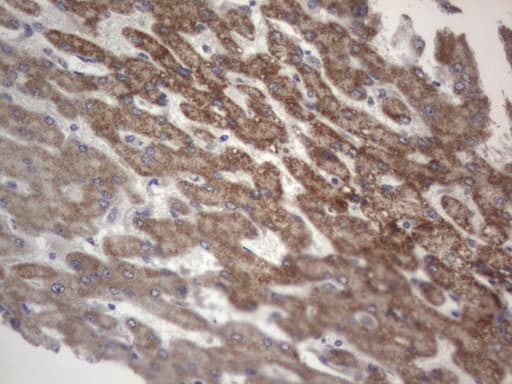 DDOST / OST48 Antibody (aa131-378, clone OTI2B4)