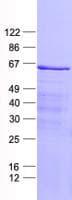Human BRD9 Protein (Recombinant His, N-Terminal)
