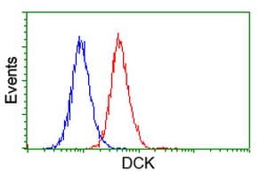 DCK / Deoxycytidine kinase Antibody (clone OTI16G6, Carrier-free)