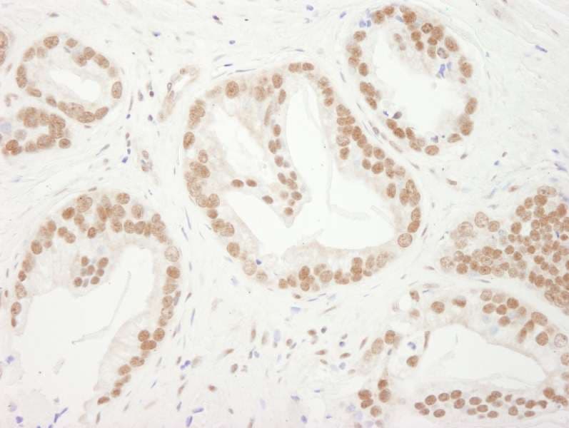 BUB3 Antibody (aa275-325)