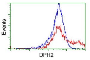 DPH2 Antibody (clone OTI2B12)