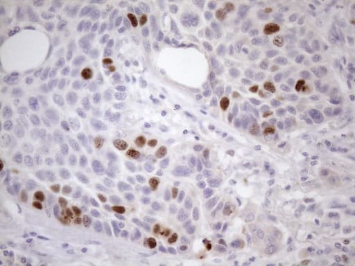 CDCA8 / Borealin Antibody (clone OTI4G3)