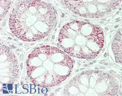 IHC-plus™ REEP2 Antibody (clone 2B7)