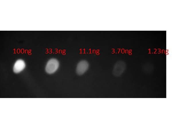 Goat Anti-Human IgA Secondary Antibody (FITC)