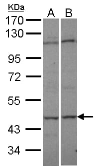 AK8 Antibody (aa192-479)