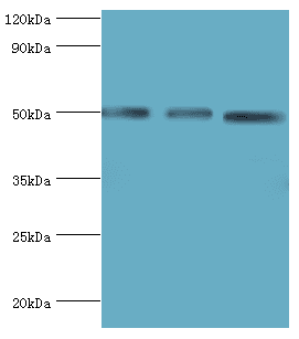 ADSS Antibody (aa1-280)