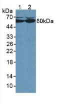 CAT / Catalase Antibody (aa80-239, APC)