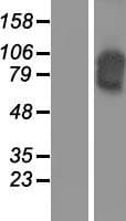 Human CDH16 / Cadherin 16 Protein (Over-Expression Lysate Myc-DDK (Flag))