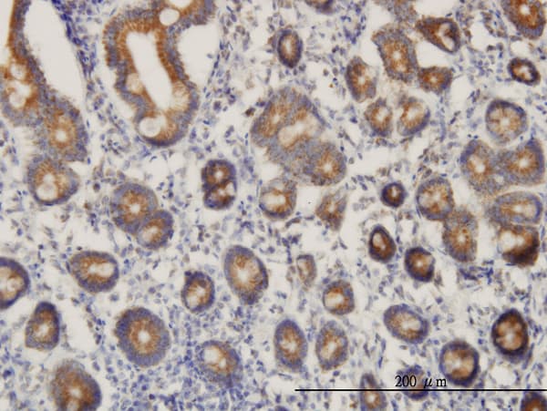 GT335 / ES1 Antibody (clone 1F5)