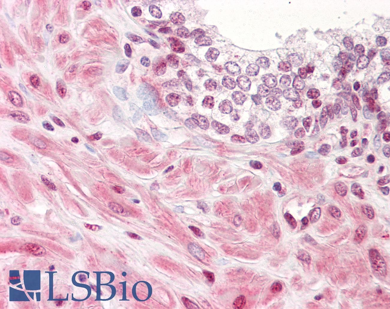 IHC-plus™ YWHAZ / 14-3-3 Zeta Antibody (aa196-245)