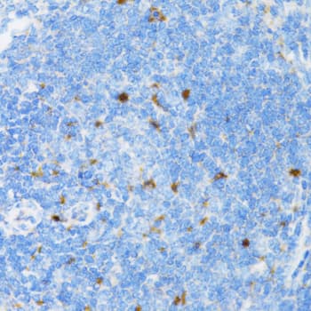 SIAH1 Antibody