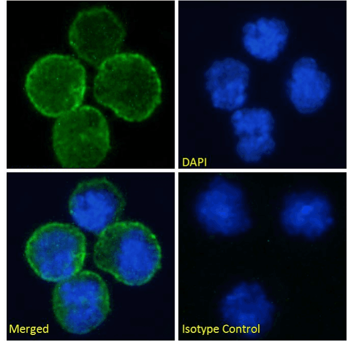 CD40 Antibody (CD40, clone 5D12)