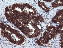 BCL2L1 / BCL-XL Antibody (clone OTI2D1)