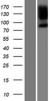 PPP1R9B / Spinophilin Protein (Over-Expression Lysate Myc-DDK (Flag))