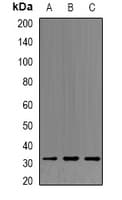MTAP Antibody