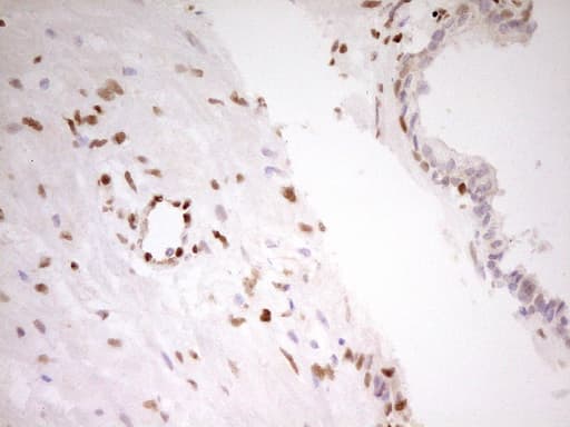 FOS / c-FOS Antibody (clone OTI2D2)