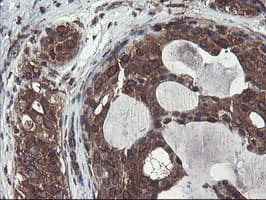 GCP60 / ACBD3 Antibody (clone OTI1G2)