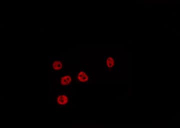 NFE2L3 Antibody