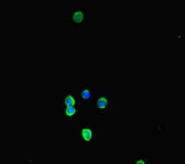 NALP3 / NLRP3 Antibody